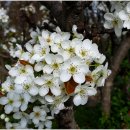 과수원길 이미지