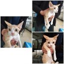 펫스토리 동물병원 이미지