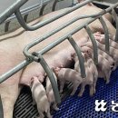 돼지 ‘거세용 백신’ 보급 움직임…“과거 피해 반복될까 걱정” 이미지