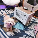 힐링몽 | 애견카페 카페대관 힐링몽 소중한 우리 강아지와 함께할 완벽한 공간 후기