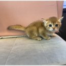 행복한강아지와고양이 이미지