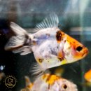 제이디커머스 | 오란다 금붕어 키우기 가이드! 화려함과 우아함의 정점, 금붕어의 귀족🐟👑