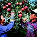 단양죽령사과 이미지