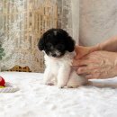 부산강아지분양 앨리펫 | 부산해운대강아지분양 리얼 성공 후기 베스트펫 선택하길 잘했어요.