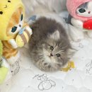 사랑해묘 이미지