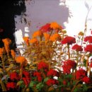 화가와꽃 이미지