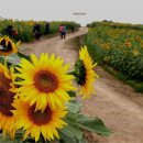 해바라기모텔 이미지