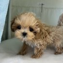 강아지 이모 | 익산강아지무료분양 후기｜이모가 조카에게 해준 가장 따뜻한 선물