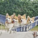 힐링몽 | 견주라면 꼭 알아야할 수도권 대관 장소 BEST 3