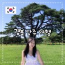 상주 상현리 반송 | 경북 상주 여행 가볼만한곳 화서반송 장각폭포 맥문동솔숲 상주주막