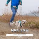 캐니비 | CKR 캐니크로스 동호회 운동회 후기 반려견 강아지 러닝