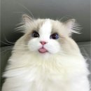 렉돌 냥이 이미지