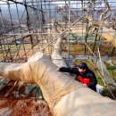 왕소나무집 이미지