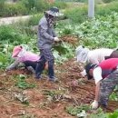 호구농장 이미지