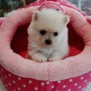 갈마애견 이미지