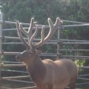 무학사슴농장 이미지