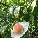 선아 농장 이미지