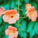 뚝섬한강공원-27 이미지