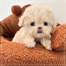 퍼피애견샵 이미지