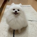 벨라루시 펫살롱 이미지