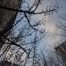 봄 헬스케어 | 심신통합 헬스케어 온라인코칭 9일차 체험 후기 / 봄이 시작되는 순간, 그리고 '여유'에 대하여