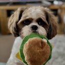 미소동물의료센터 이미지