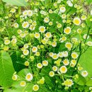 고요한꽃뜰 이미지