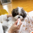 그린애견 이미지