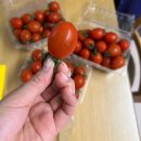 유미농장 | 완전 싱싱 방울토마토 산지직송 맛집 추천 유미팜