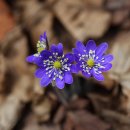 디어스 빌딩 이미지