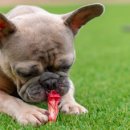 펫플래닛 이미지