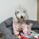 페토피아 동물병원 | 송파 애견미용 잘하는곳 베들링턴테리어 미용후기