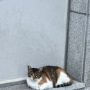 에스씨에이치
