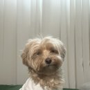 디그루밍 이미지