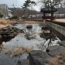 방학동 은행나무 이미지