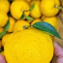 (주)청용 | 제주 댕유자 생유자 추천 코어트렌드 유자청용 3kg 5kg 10kg 특징