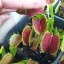 B52(비오이) 이미지