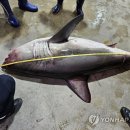 부산 오륙도 인근 해상서 상어 발견...동해안에서 잇따라 출몰 이미지