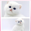 고양이 분양 제나캣 울산점 이미지