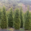 수형농장 이미지