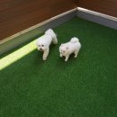 옐레드 애견유치원 & 애견호텔 광명점 이미지