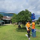 신효동 하귤나무 이미지