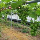 이상만농장 이미지