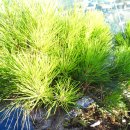 황금소나무 이미지