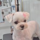 몽스살롱