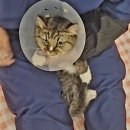 호호냥(Hohonyang) 이미지