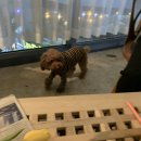 도도한댕댕 이미지