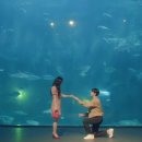 도그 스포지움 이미지