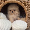 도그마루 이미지