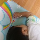 우리집 똥강아쥐 이미지